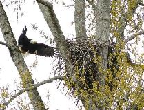 Eagle Nest in April