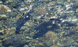 Salmon in the River